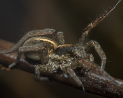 Arctosa fulvolineata