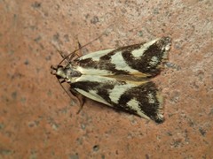 Epithymema incomposita