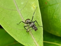 Polyrhachis inermis