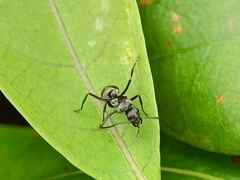 Polyrhachis inermis