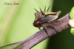 Cyphonia trifida