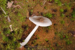 Amanita ovalispora