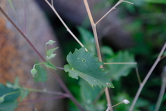 Abutilon dinteri