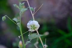 Abutilon dinteri