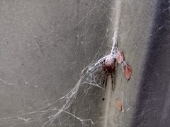 Latrodectus geometricus