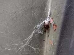 Latrodectus geometricus