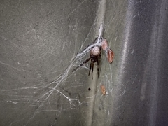 Latrodectus geometricus