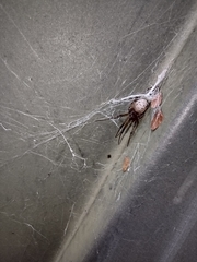 Latrodectus geometricus