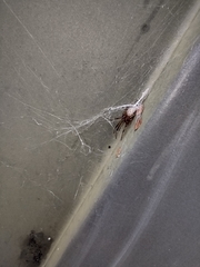 Latrodectus geometricus