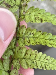 Dryopteris filix-mas
