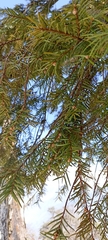 Taxus wallichiana
