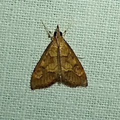 Pyrausta deidamialis