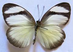 Itaballia demophile centralis