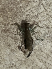 Chaeteessa