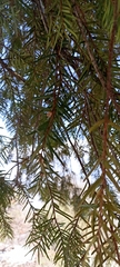 Taxus wallichiana