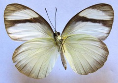 Itaballia demophile centralis
