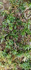 Taxus wallichiana