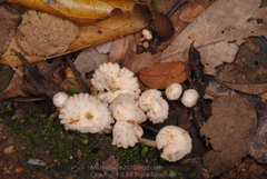 Hodophilus glabripes