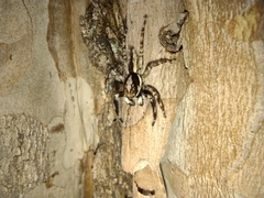 Menemerus bivittatus