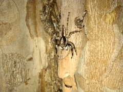 Menemerus bivittatus