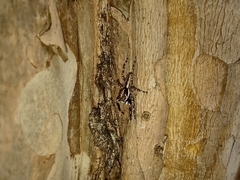 Menemerus bivittatus