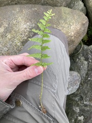 Dryopteris filix-mas