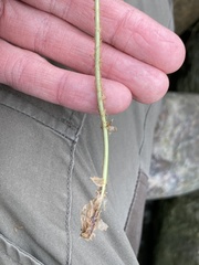 Dryopteris filix-mas