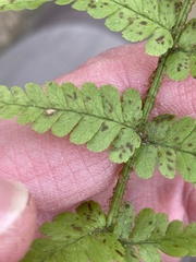 Dryopteris filix-mas