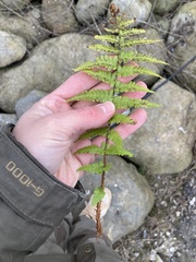 Dryopteris filix-mas