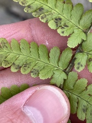 Dryopteris filix-mas