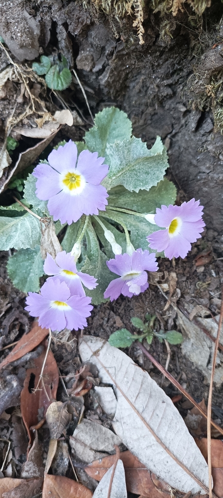Primula nana; photograph Ramnarayan K, CC BY, iNaturalist via GBIF