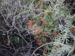 Phrygilus