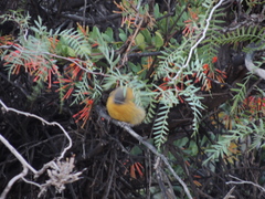 Phrygilus