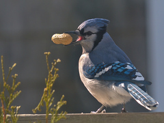 Cyanocitta cristata image