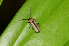 Discodon cinctum