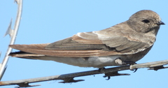 Brown-Throated Martin photo 2