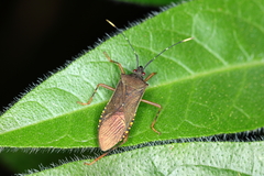 Leptoscelis elongator