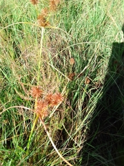 Cyperus congestus