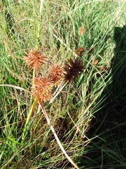 Cyperus congestus
