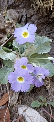 Primula nana
