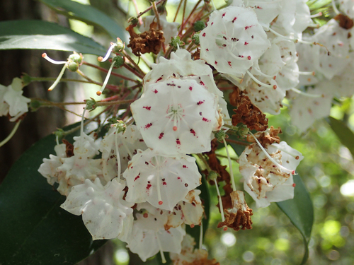 mountain laurel (Kalmia latifolia)