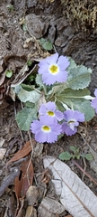 Primula nana