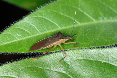 Leptoscelis elongator