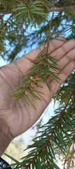 Taxus wallichiana
