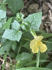 Thunbergia dregeana