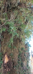 Taxus wallichiana