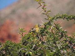 Phrygilus
