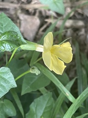 Thunbergia dregeana