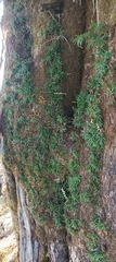 Taxus wallichiana