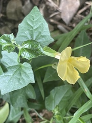 Thunbergia dregeana